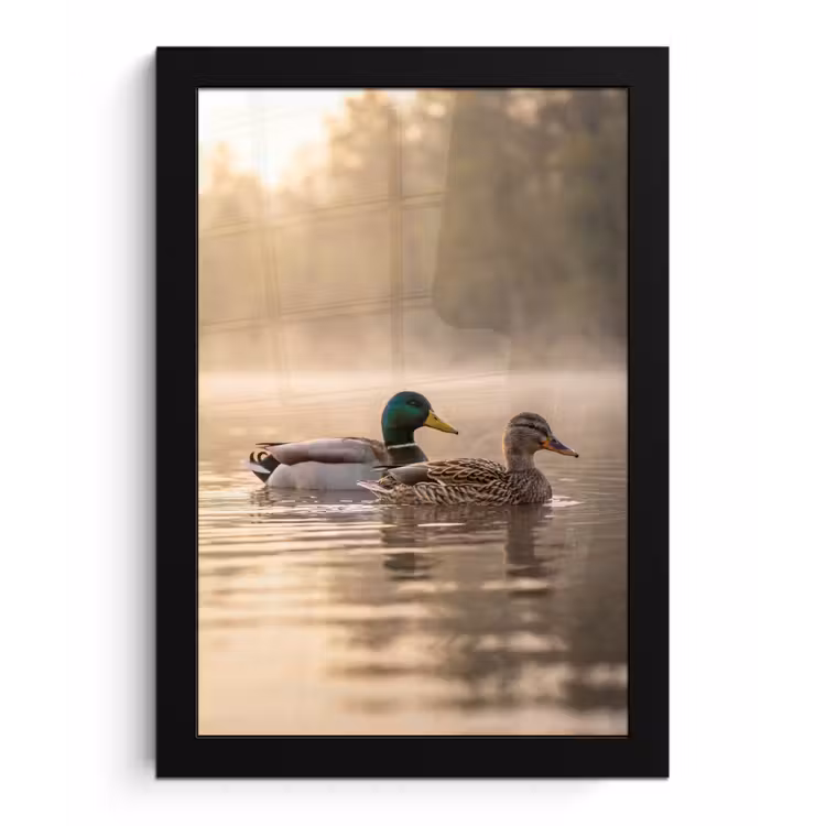 Poster met lijst - Eenden - Water - Mist - Natuur — 1