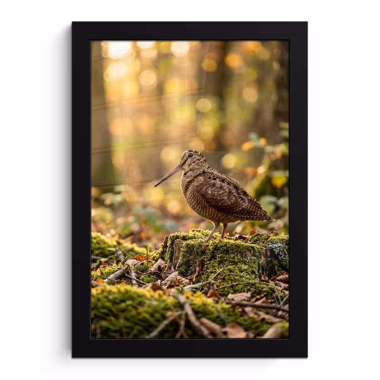 Poster met lijst - Houtsnip - Bos - Bladeren - Herfst - Gecamoufleerd — 1