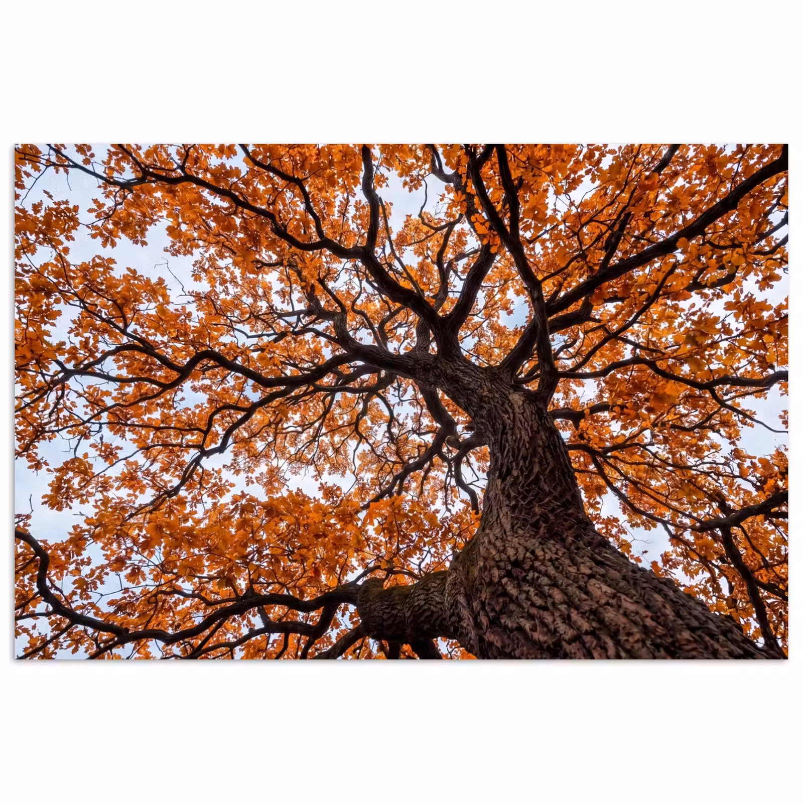 Poster - Boom - Bladerdak - Herfst - Oranje - Sfeervol — 1