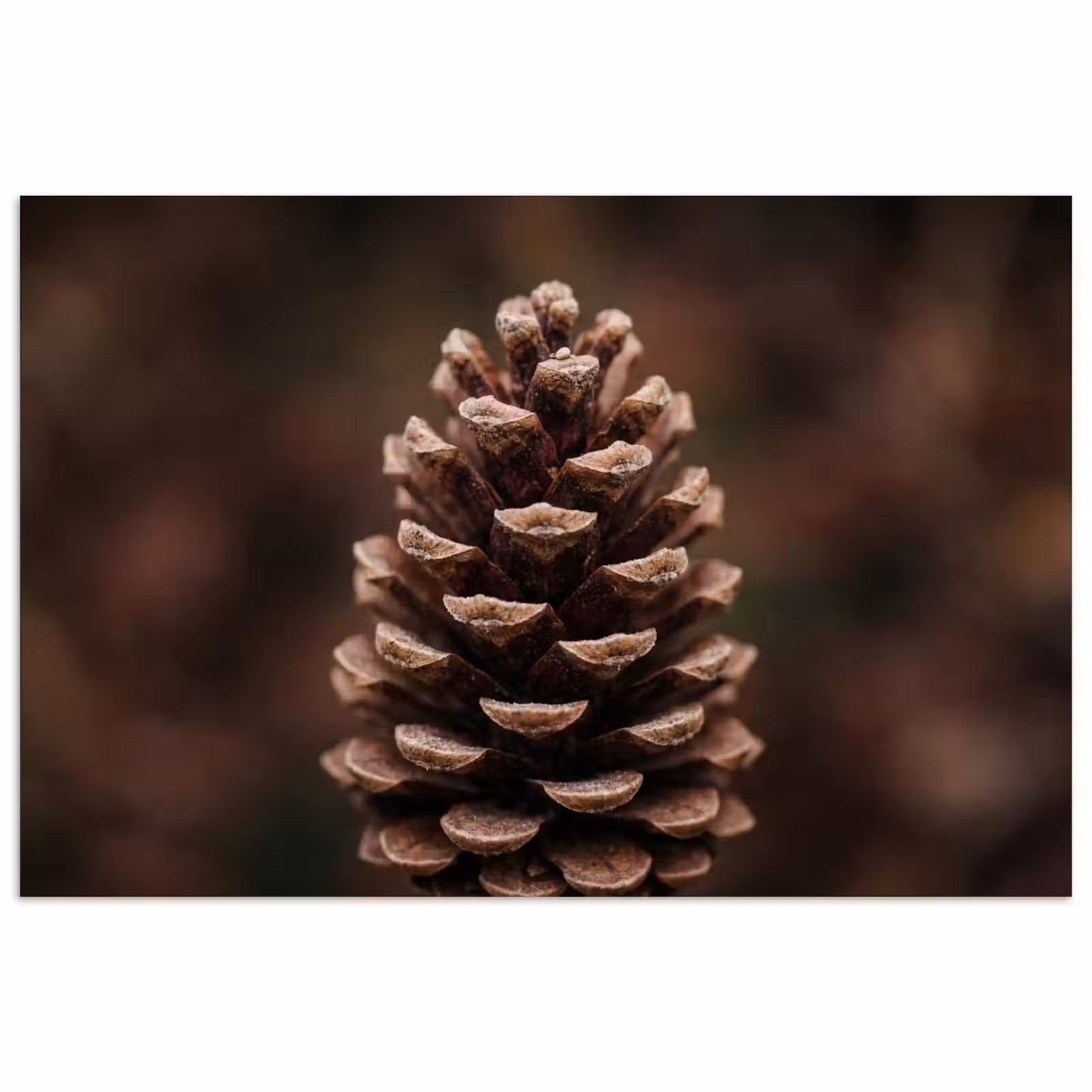 Poster - Dennenappel - Bos - Herfst - Bruin - Sfeervol — 1