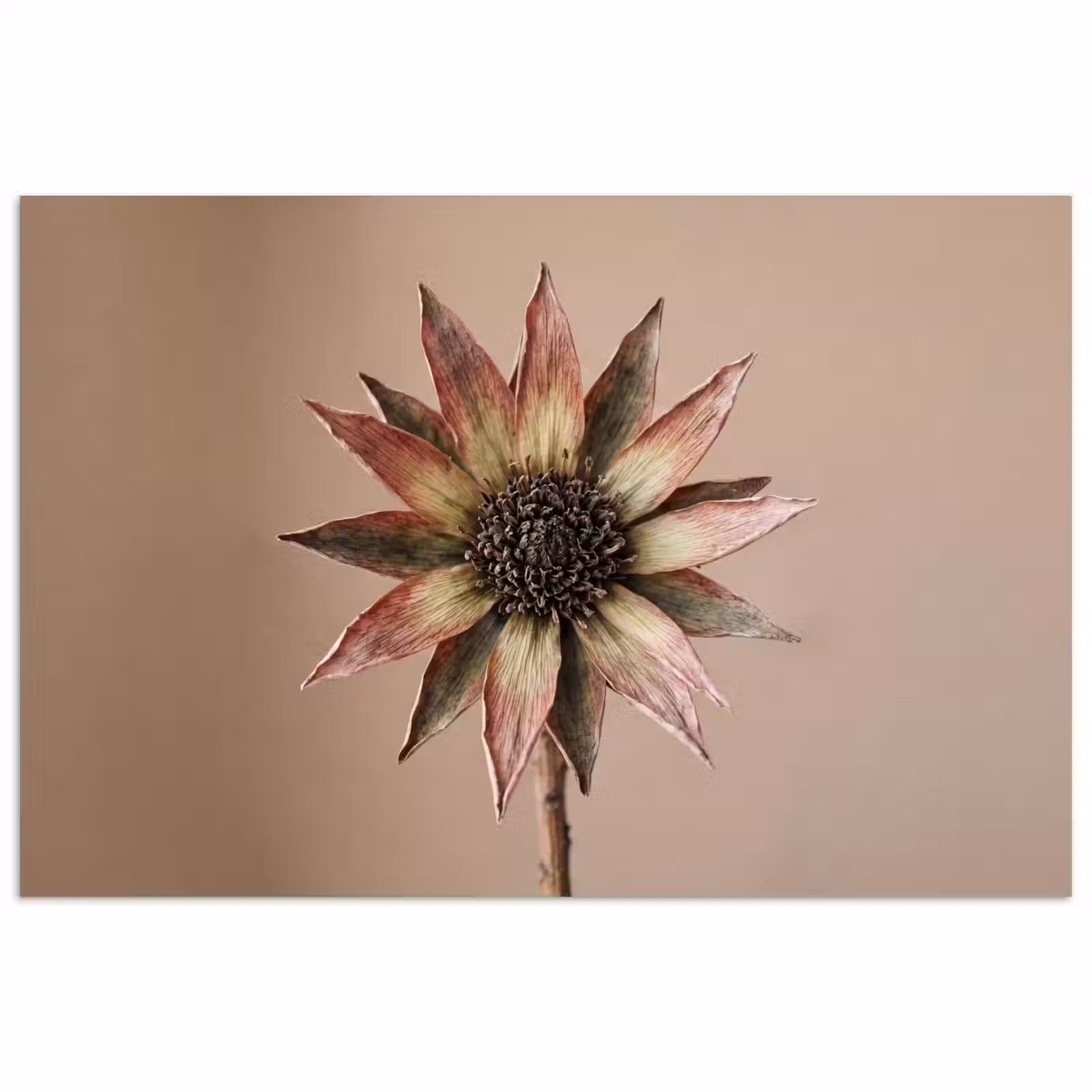 Poster - Droogbloem - Protea - Vintage - Beige - Rustiek — 1