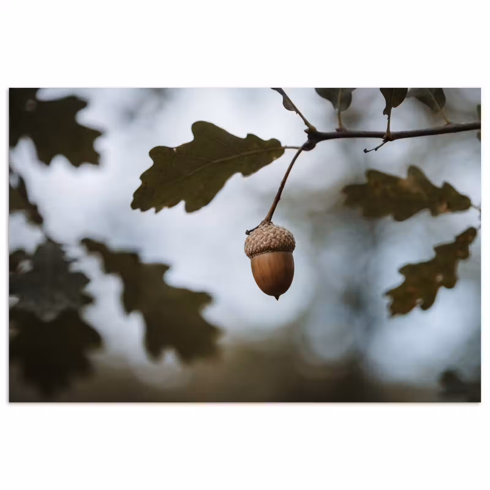 Poster - Eikel - Eikenblad - Bos - Herfst - Natuur — 1