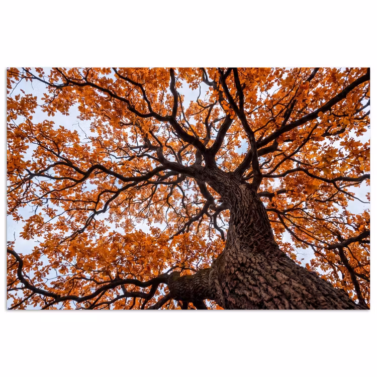 Poster - Boom - Bladerdak - Herfst - Oranje - Sfeervol — 1