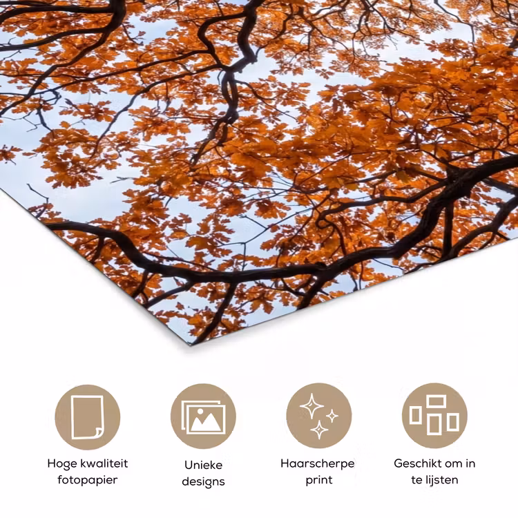 Poster - Boom - Bladerdak - Herfst - Oranje - Sfeervol — 5