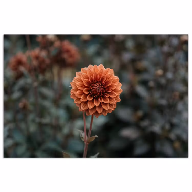 Poster - Dahlia - Bloem - Natuur - Sfeervol — 1