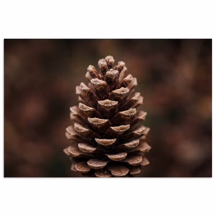 Poster - Dennenappel - Bos - Herfst - Bruin - Sfeervol — 1