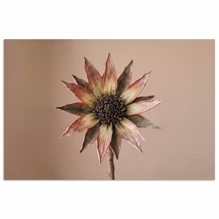 Poster - Droogbloem - Protea - Vintage - Beige - Rustiek — 1