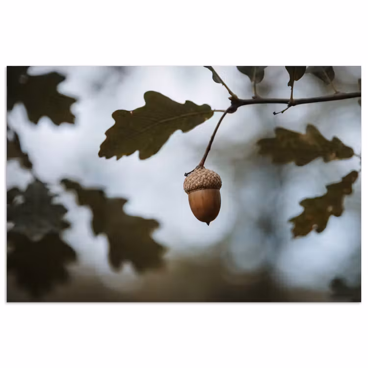 Poster - Eikel - Eikenblad - Bos - Herfst - Natuur — 1