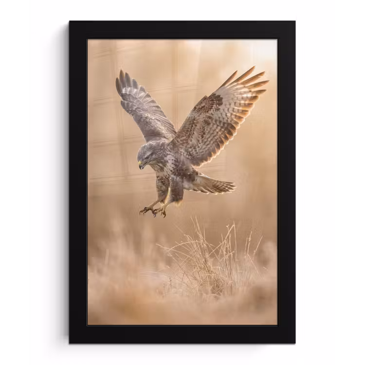 Poster met lijst - Buizerd - Roofvogel - Natuur - Bruin — 1