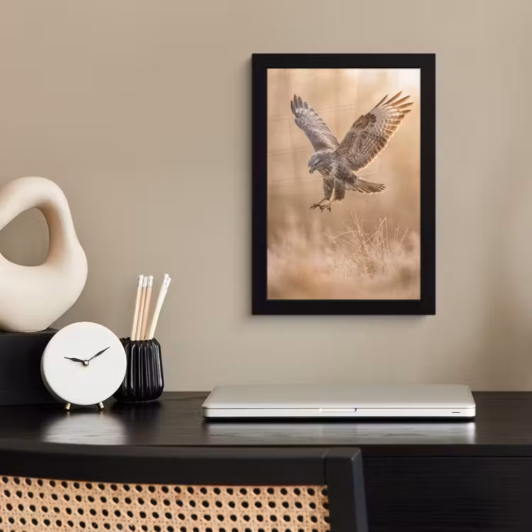 Poster met lijst - Buizerd - Roofvogel - Natuur - Bruin — 3