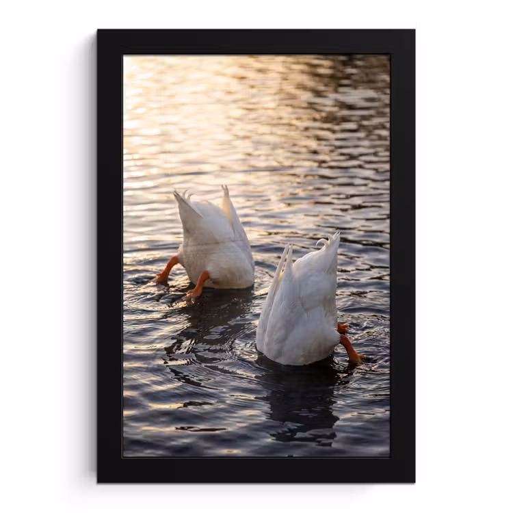 Poster met lijst - Eenden - Water - Natuur — 1