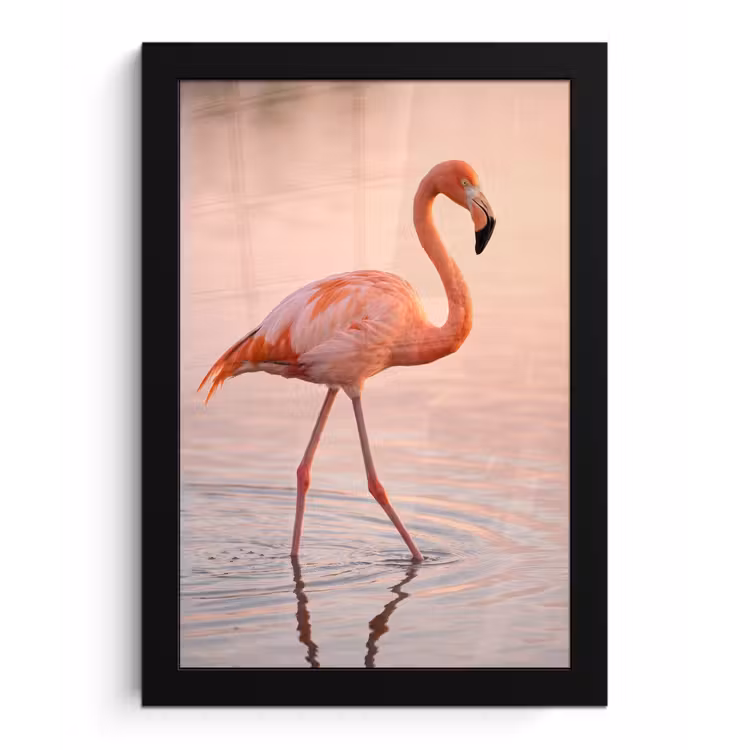 Poster met lijst - Flamingo - Water - Roze — 1