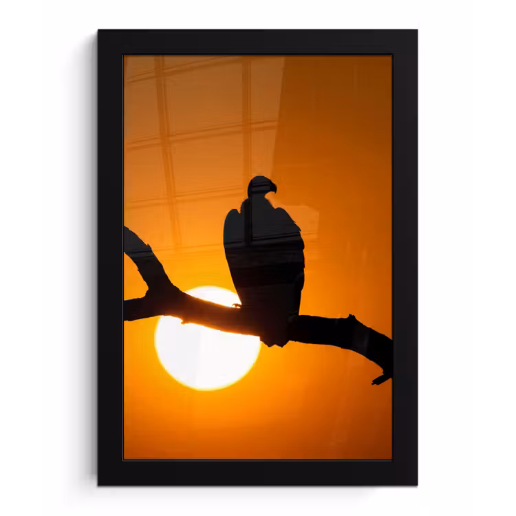Poster met lijst - Gier - Tak - Zon - Oranje — 1