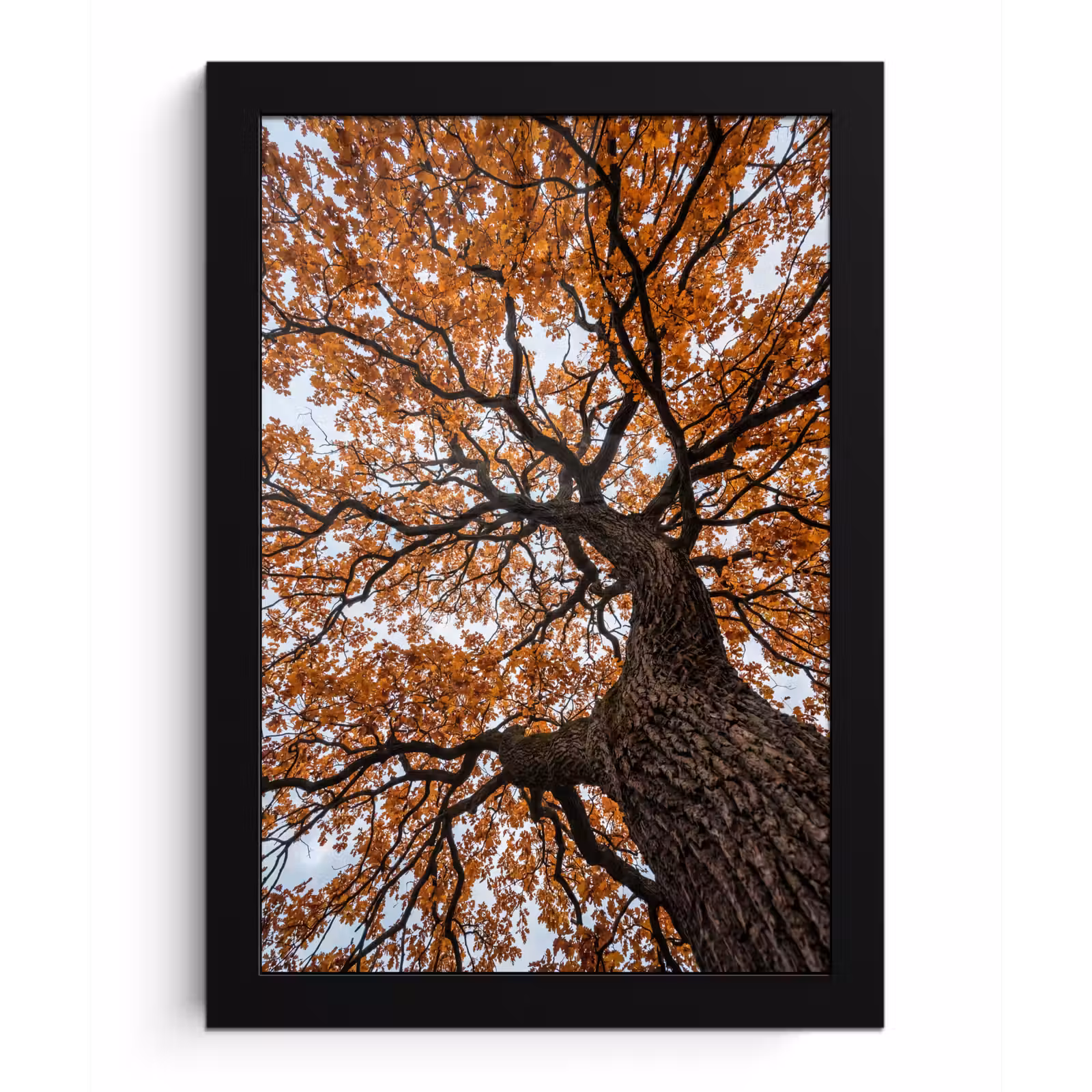 Poster met lijst - Boom - Bladerdak - Herfst - Oranje - Sfeervol — 1