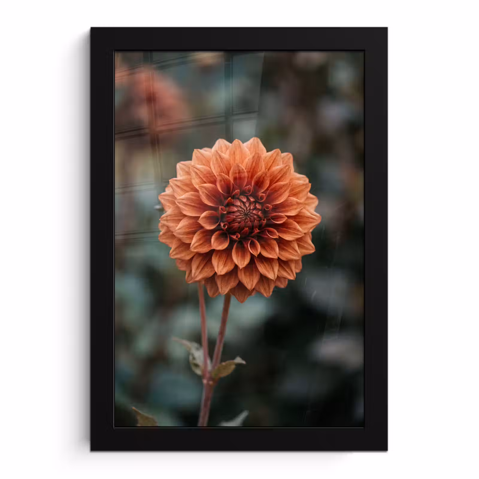Poster met lijst - Dahlia - Bloem - Natuur - Sfeervol — 1