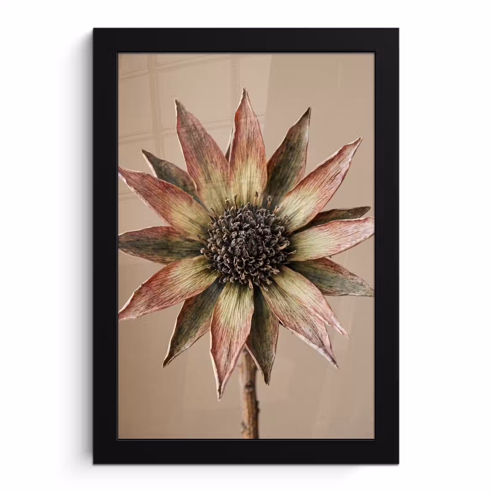 Poster met lijst - Droogbloem - Protea - Vintage - Beige - Rustiek — 1