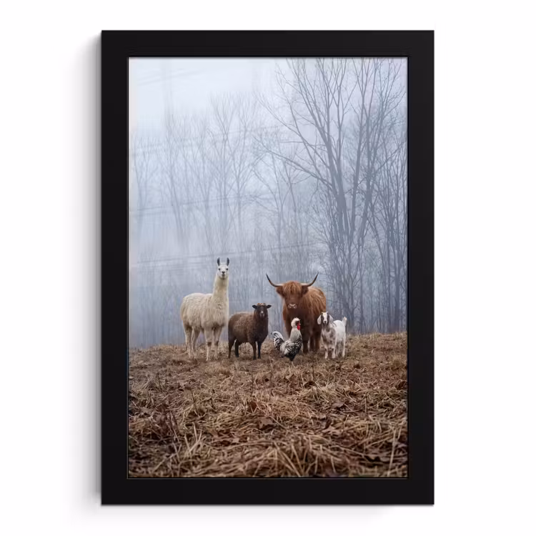 Poster met lijst - Boerderijdieren - Groep - Mist - Natuur - Rustiek — 1