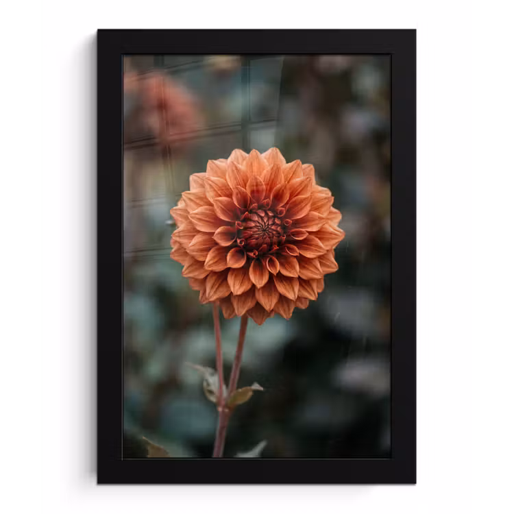 Poster met lijst - Dahlia - Bloem - Natuur - Sfeervol — 1