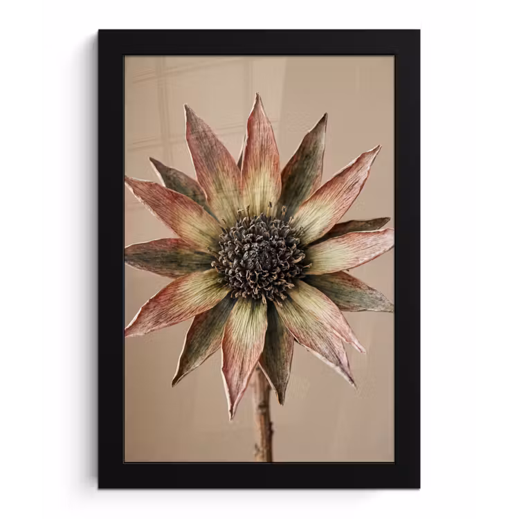 Poster met lijst - Droogbloem - Protea - Vintage - Beige - Rustiek — 1
