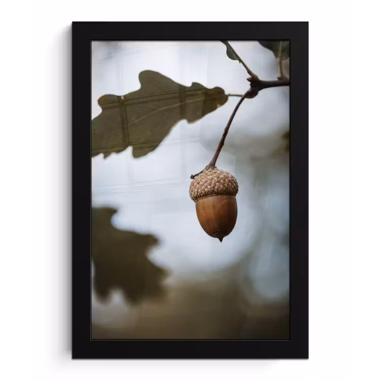 Poster met lijst - Eikel - Eikenblad - Bos - Herfst - Natuur — 1
