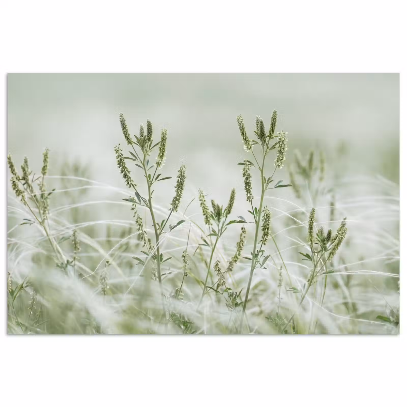 Poster - Grassen - Minimalistisch - Groen — 1