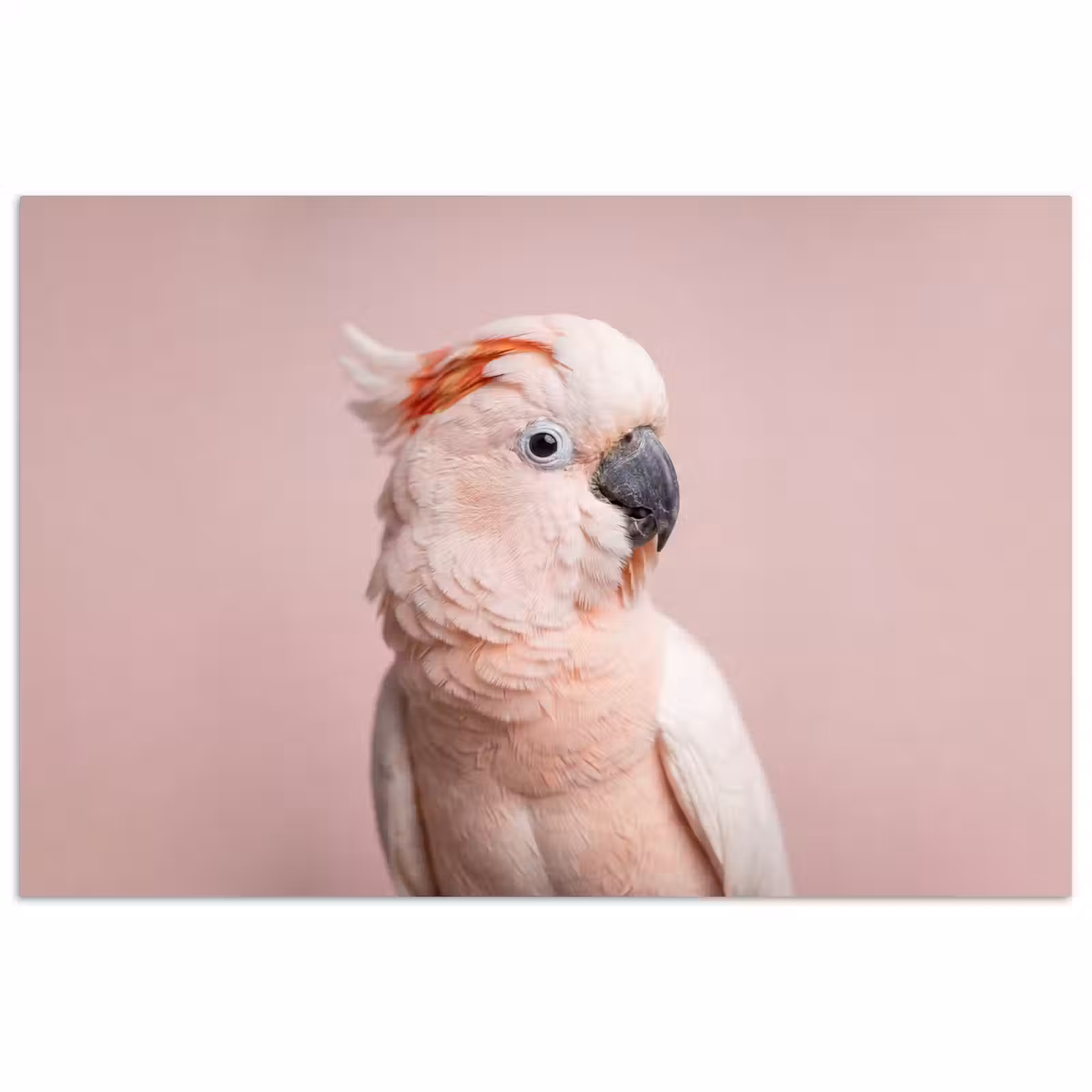 Poster - Kaketoe - Portret - Roze — 1