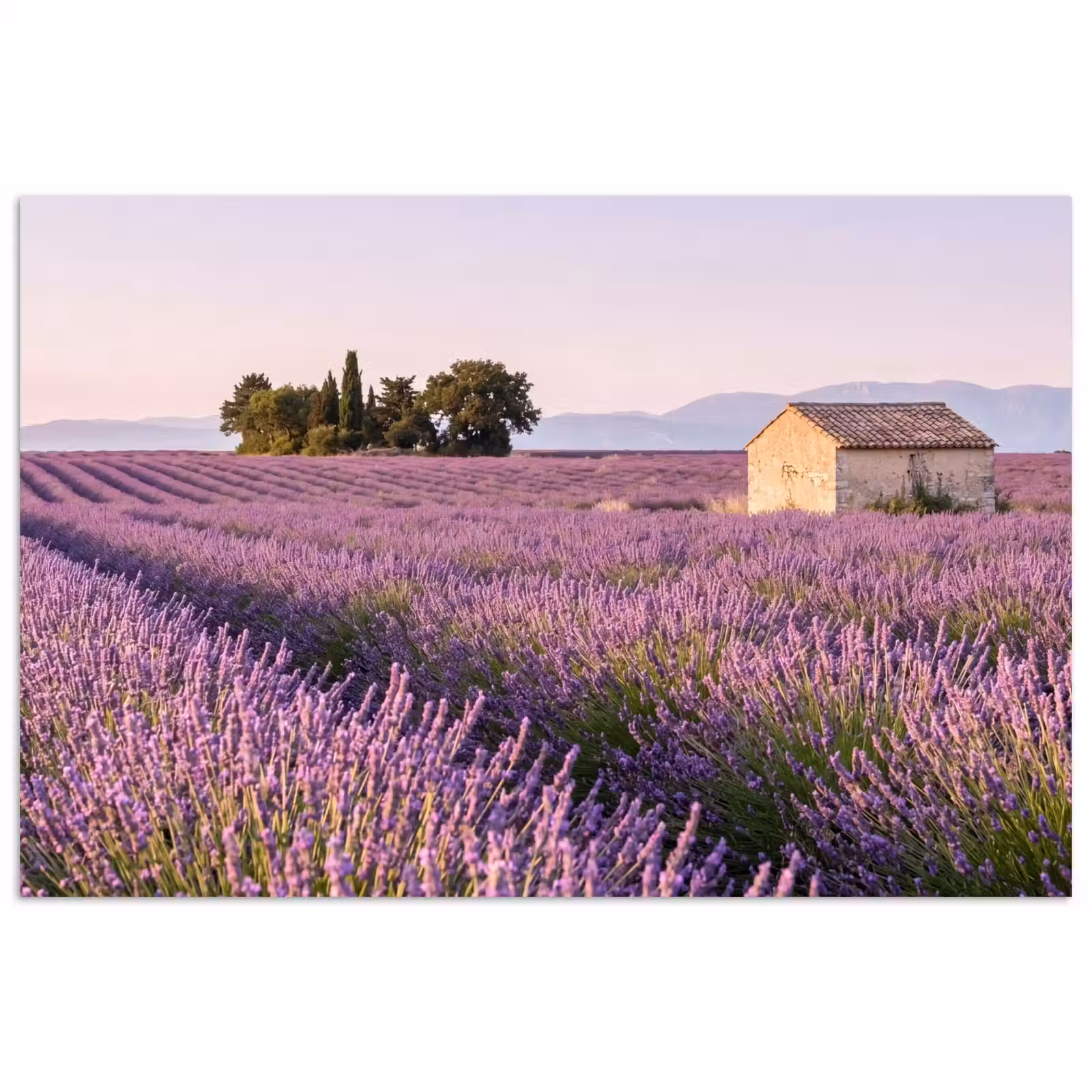 Poster - Lavendel - Landschap - Sereen - Paars — 1