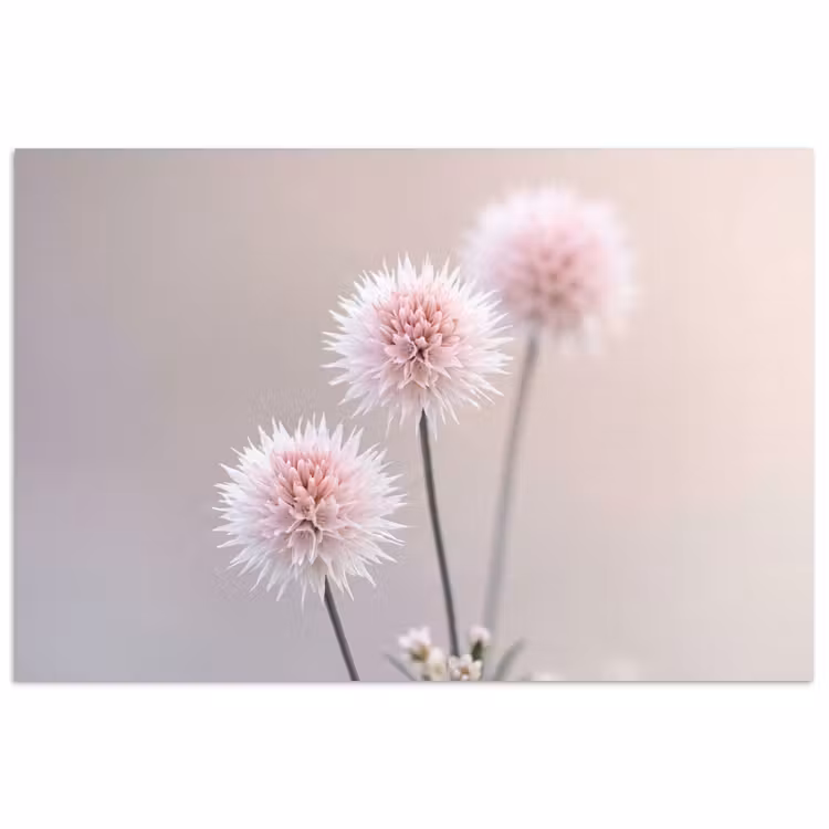 Poster - Bloemen - Bollen - Roze — 1