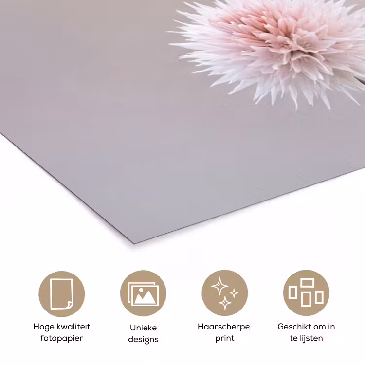 Poster - Bloemen - Bollen - Roze — 5
