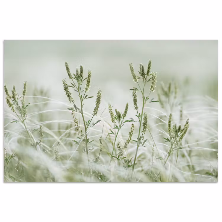 Poster - Grassen - Minimalistisch - Groen — 1