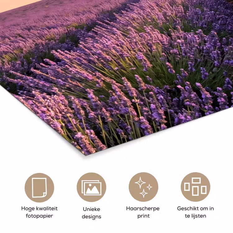 Poster - Landschap - Lavendelveld - Paars — 5