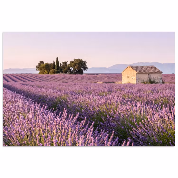 Poster - Lavendel - Landschap - Sereen - Paars — 1