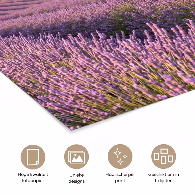 Poster - Lavendel - Landschap - Sereen - Paars — 5