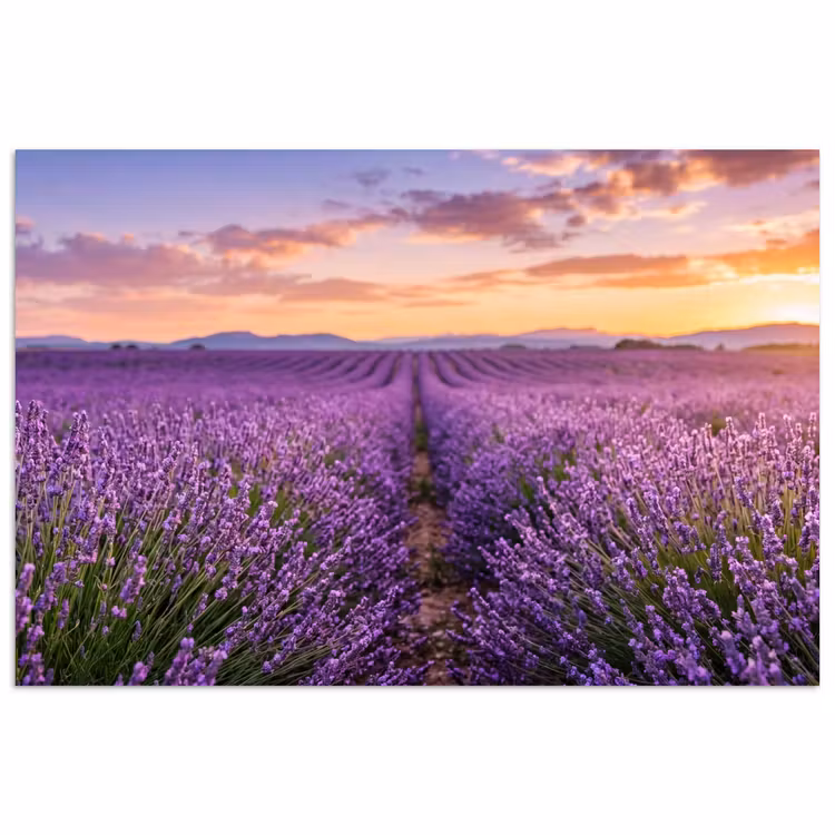 Poster - Lavendel - Veld - Natuur - Paars — 1