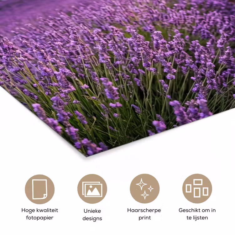 Poster - Lavendel - Veld - Natuur - Paars — 5