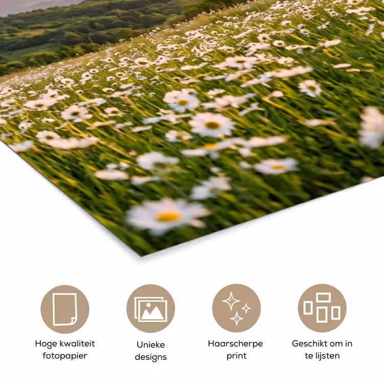 Poster - Madelief - Veld - Heuvels - Groen — 5