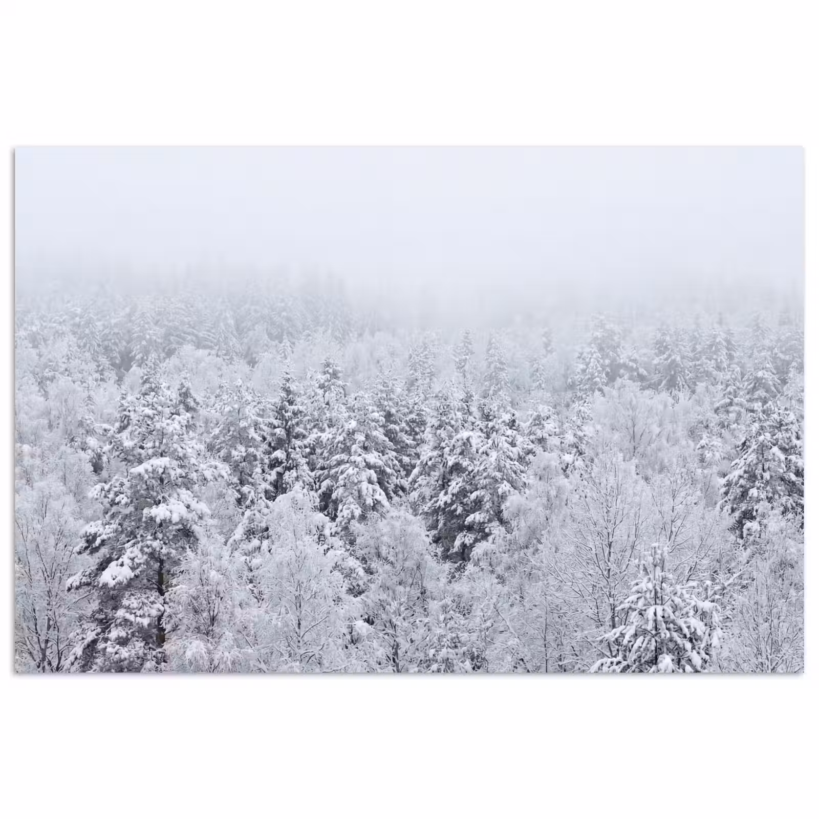 Poster - Bos - Sneeuw - Winter - Natuur - Wit — 1