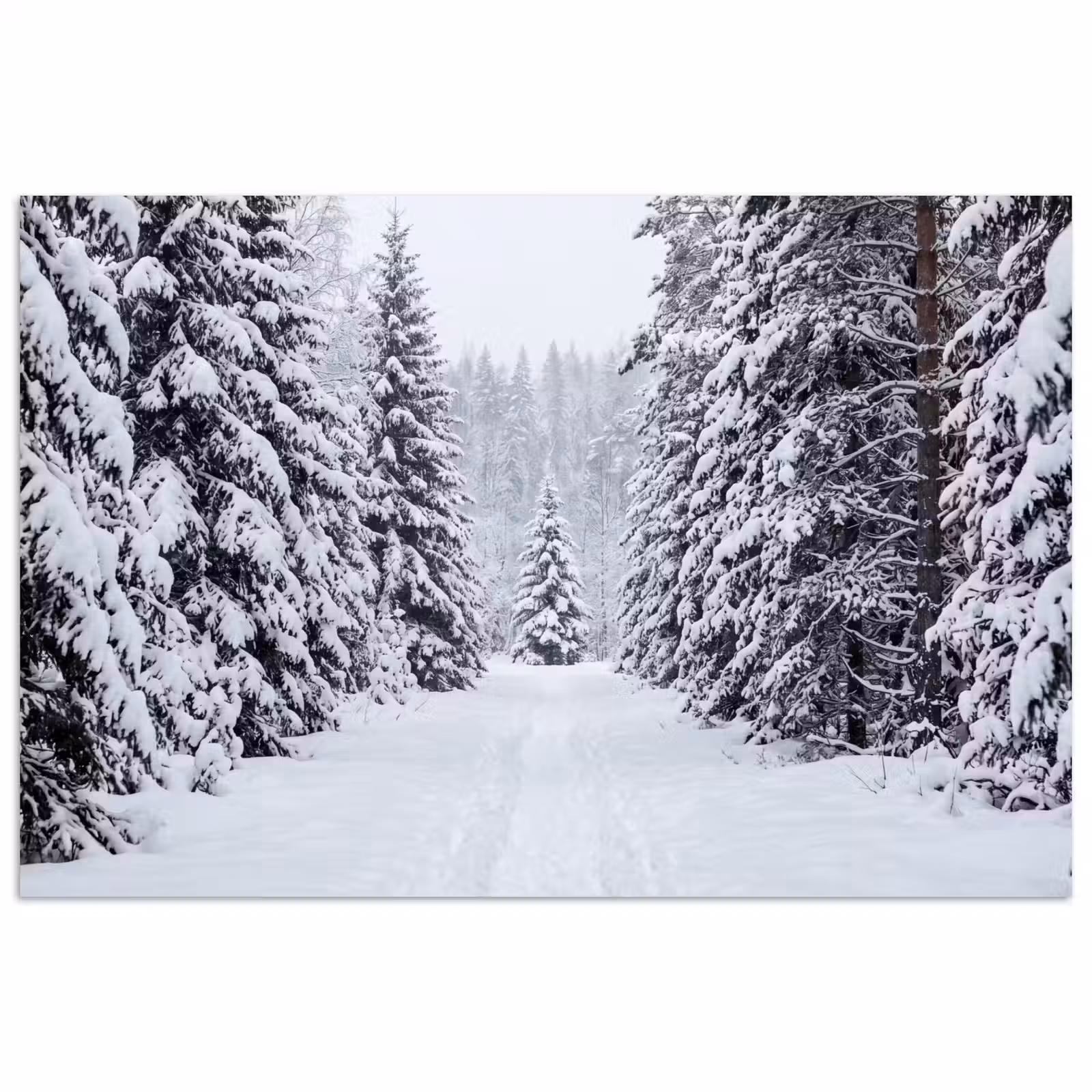 Poster - Bos - Winter - Sneeuw - Pad - Natuur — 1
