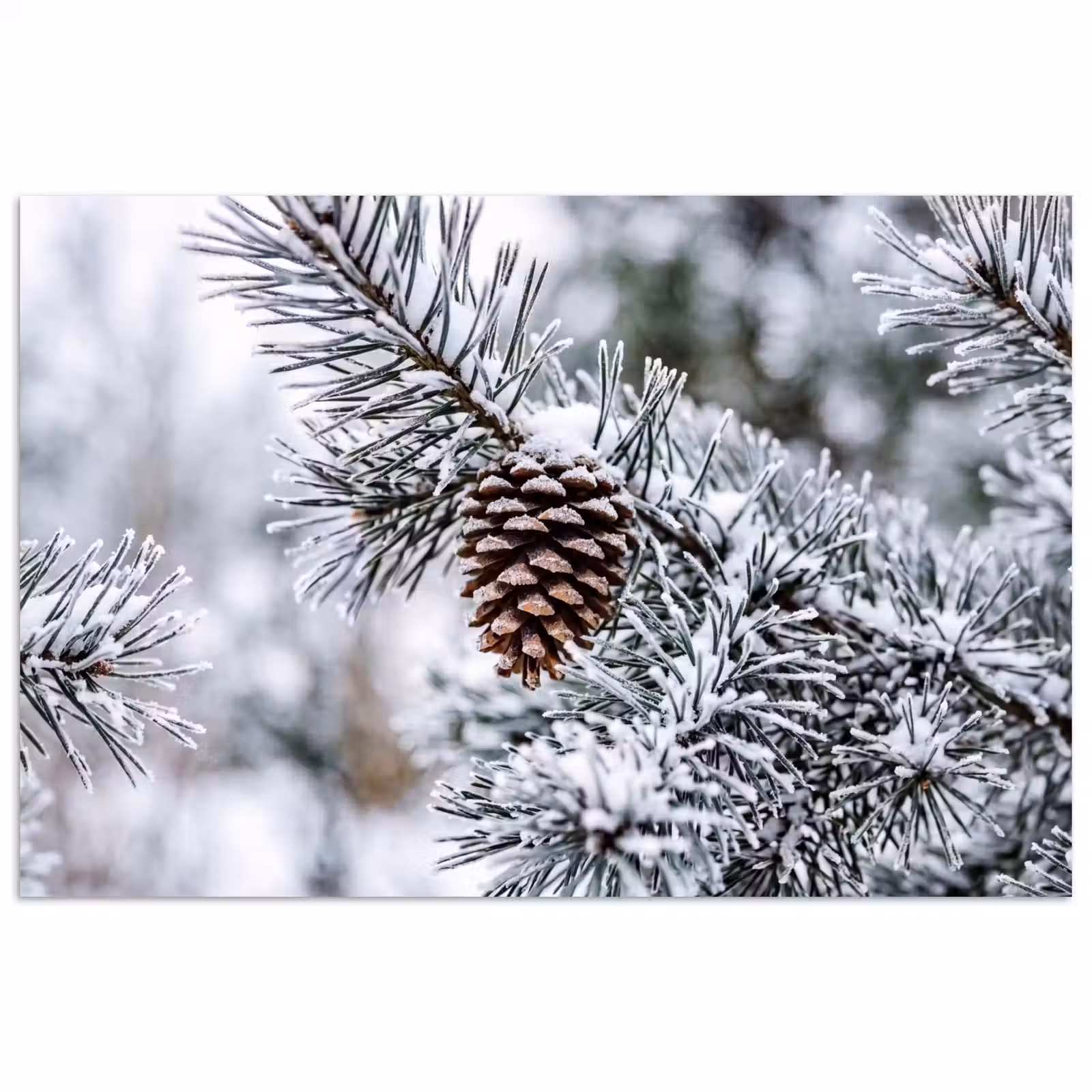 Poster - Dennenappel - Tak - Sneeuw - Winter - Sfeervol — 1