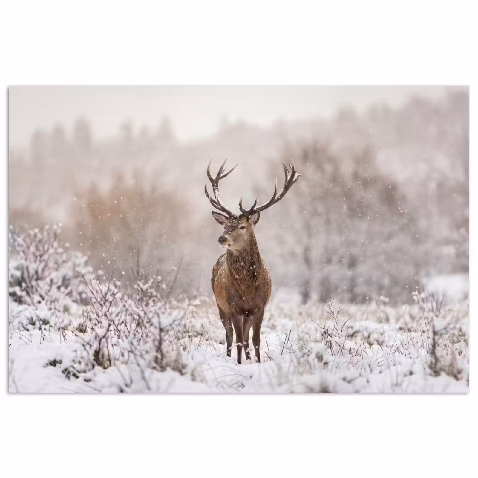 Poster - Edelhert - Bos - Sneeuw - Winter - Majestueus — 1