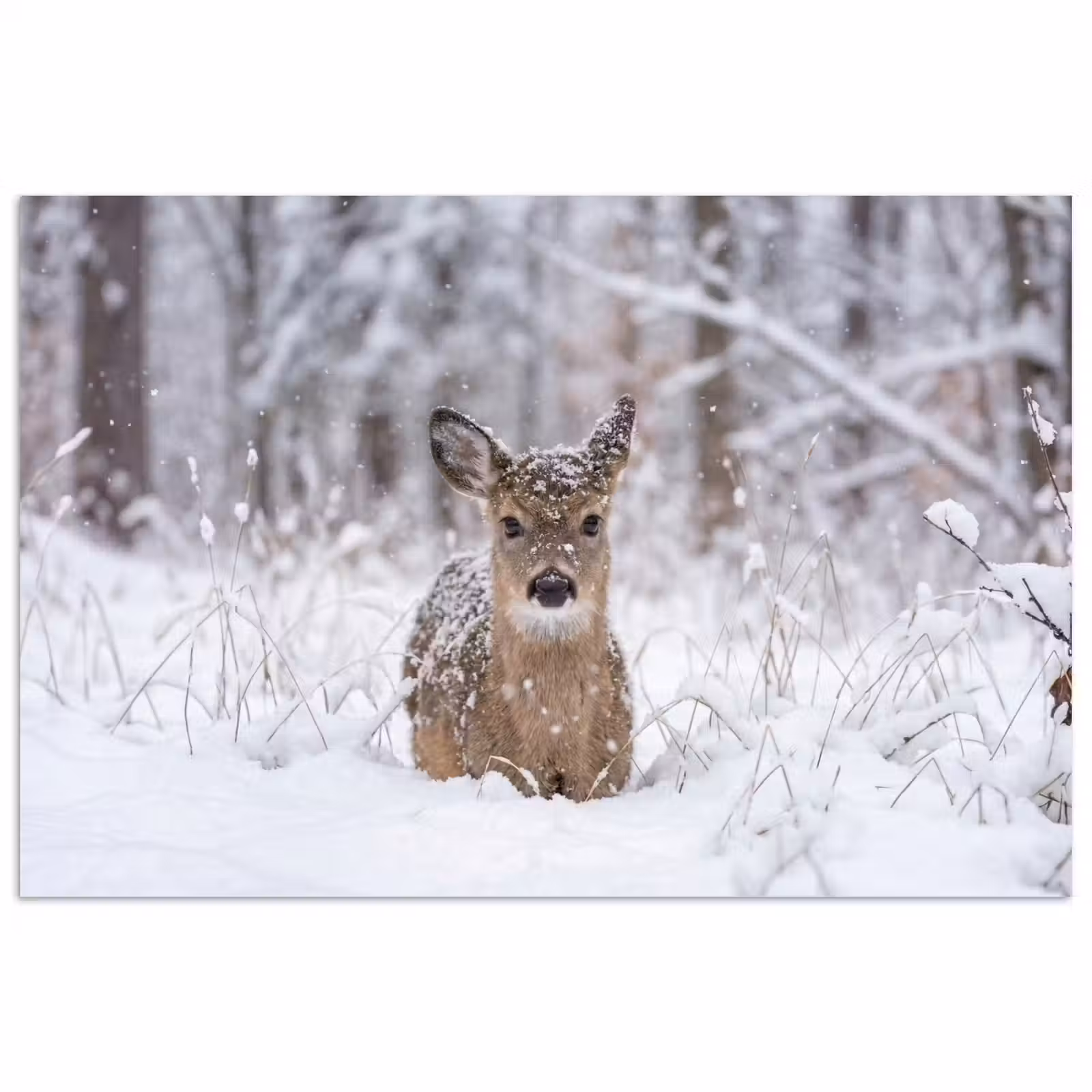 Poster - Hert - Sneeuw - Bos - Dieren - Vertederend — 1