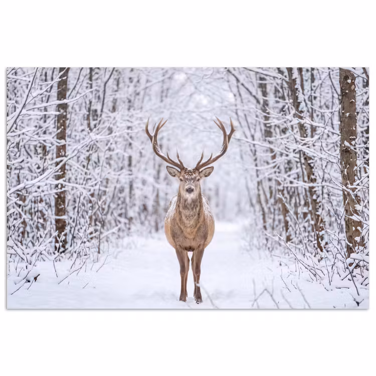 Poster - Hert - Winter - Bos - Natuur - Wit — 1