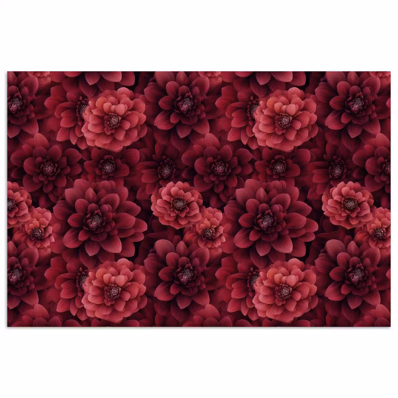 Poster - Dahlias - Bloemen - Rood — 1