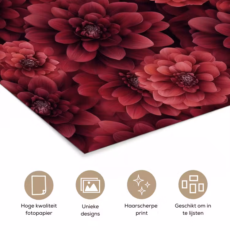 Poster - Dahlias - Bloemen - Rood — 5