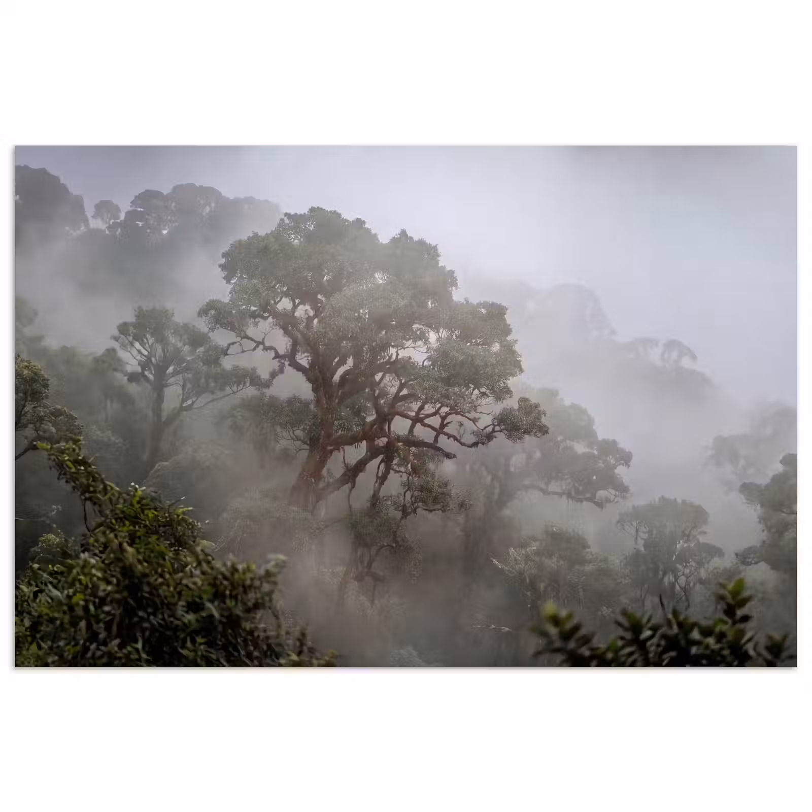 Poster - Boom - Mistig - Bos - Groen - Natuur — 1