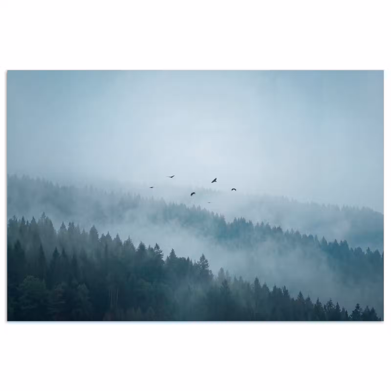 Poster - Bos - Mist - Vogels - Natuur - Groen — 1