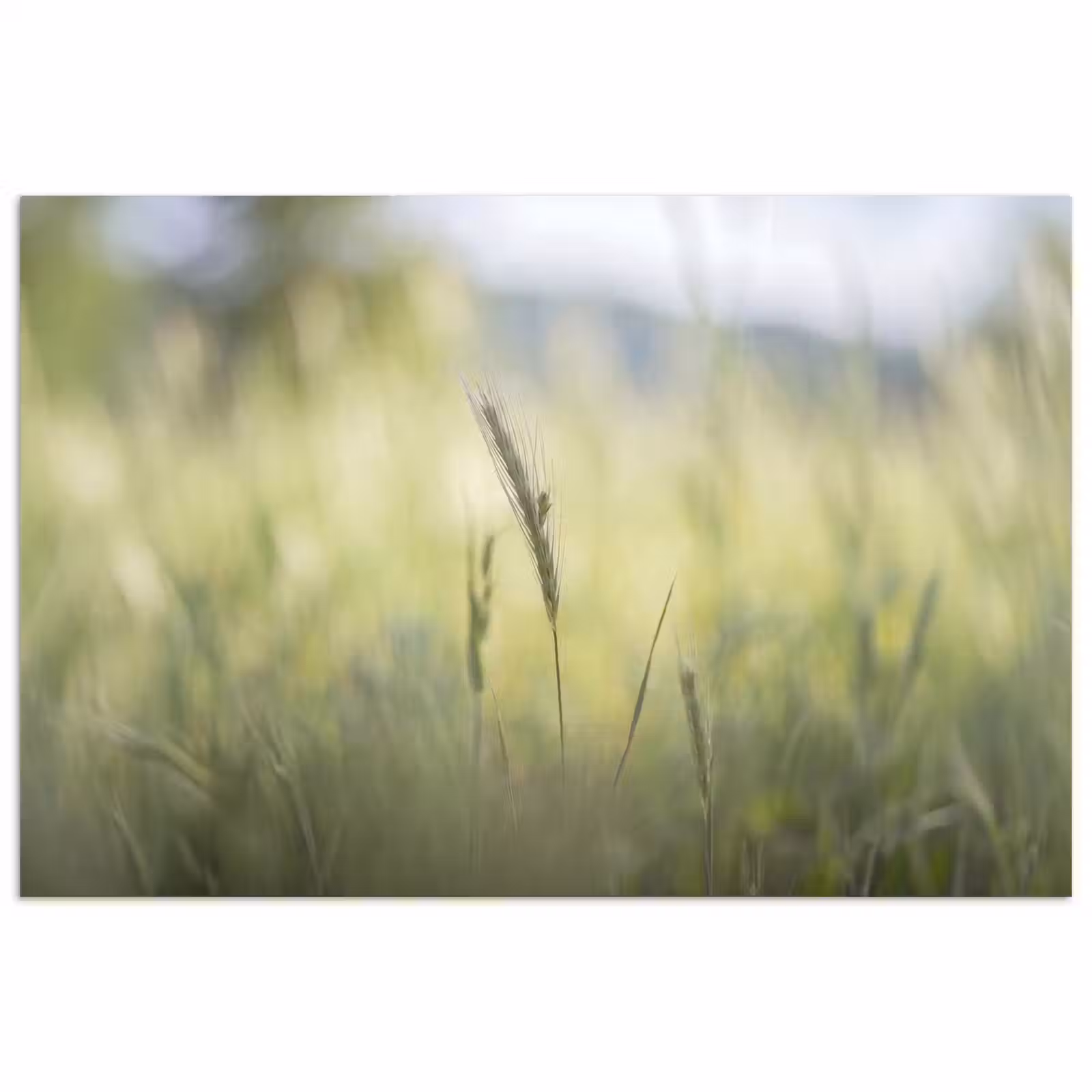 Poster - Graan - Aar - Natuur - Groen - Detail — 1
