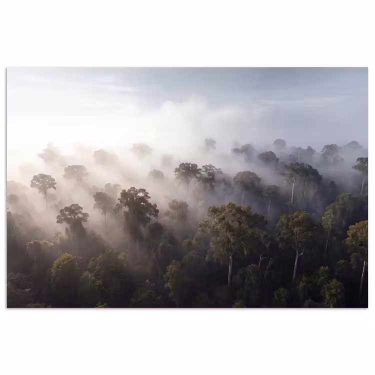 Poster - Bos - Mist - Natuur - Groen — 1