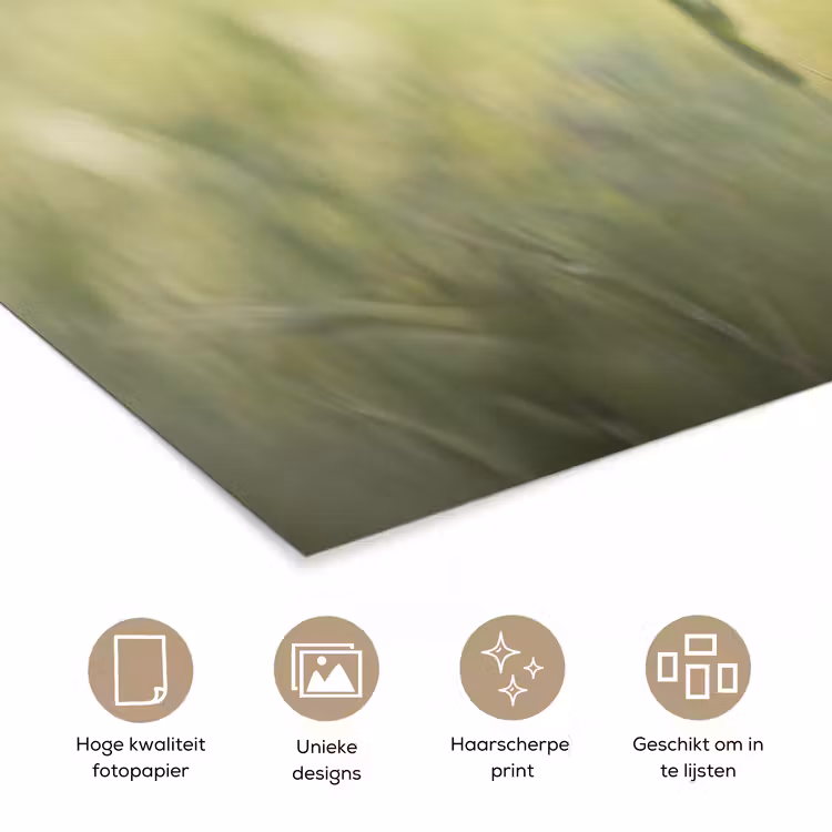 Poster - Graan - Aar - Natuur - Groen - Detail — 5