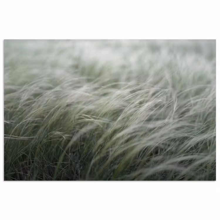 Poster - Gras - Wazig - Natuur - Groen - Zacht — 1